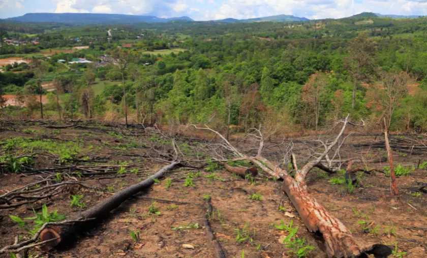 Deforestation for Agriculture - TheCompletePortal