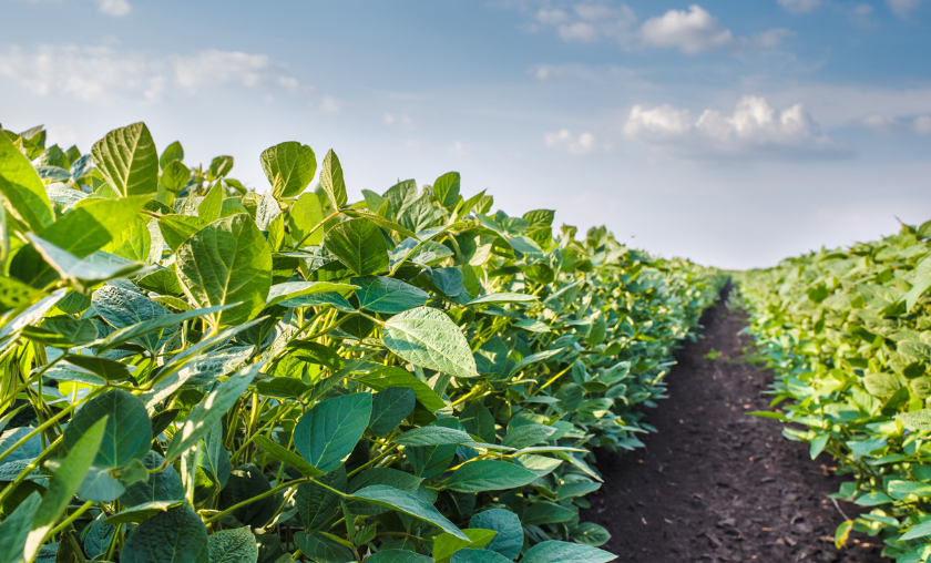 Environmental Concerns Impact Our Food Choices - TheCompletePortal