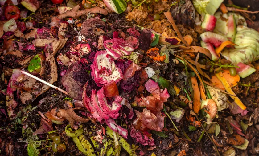 Environmental Toll of Discarded Food - TheCompletePortal