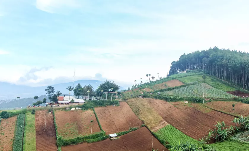 How Clearing Land for Crops Affects Ecosystems - TheCompletePortal