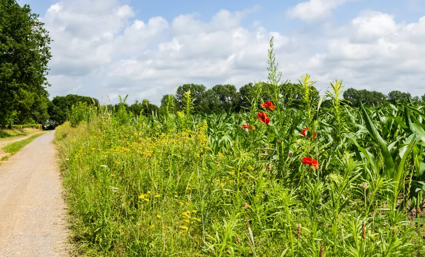 Sustainable Farming Practices - TheCompletePortal