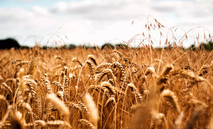 Wheat Field - TheCompletePortal