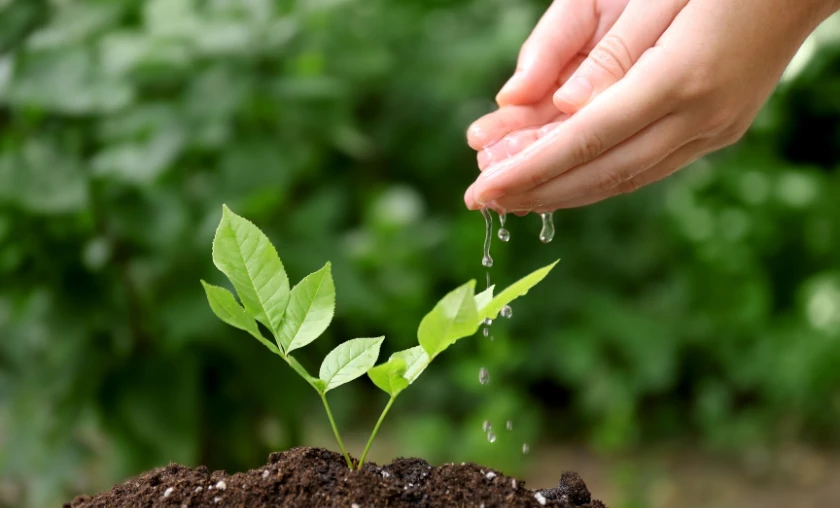 Delving into Soil Moisture Levels - thecompleteportal