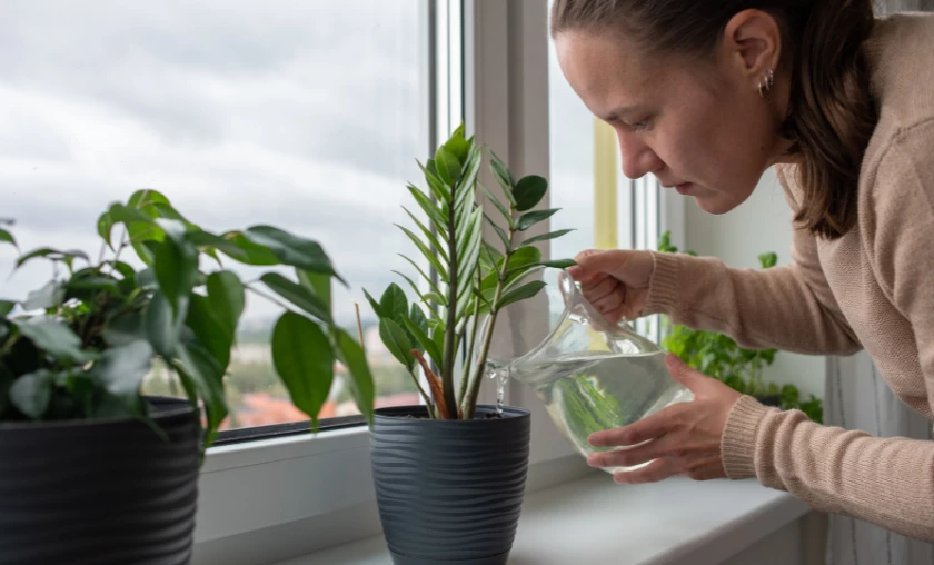 Finding the Right Balance for Your Plants' Needs - thecompleteportal