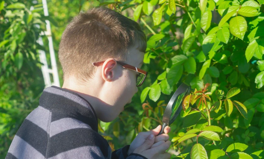 Identifying Garden Pests Early Detection for Prevention - thecompleteportal
