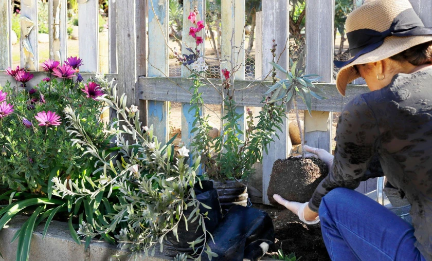 Incorporating Native Plants - thecompleteportal