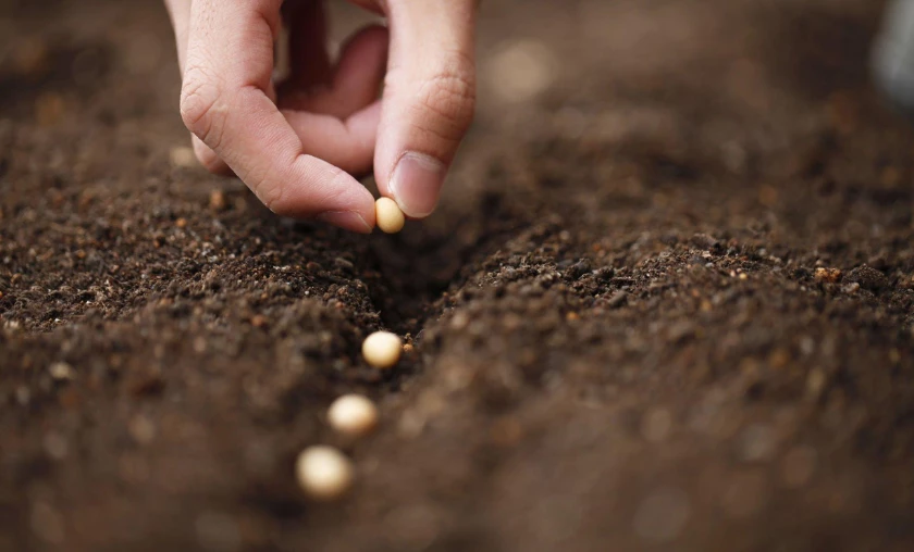 Mastering Seed Planting Tips for Even Distribution - thecompleteportal