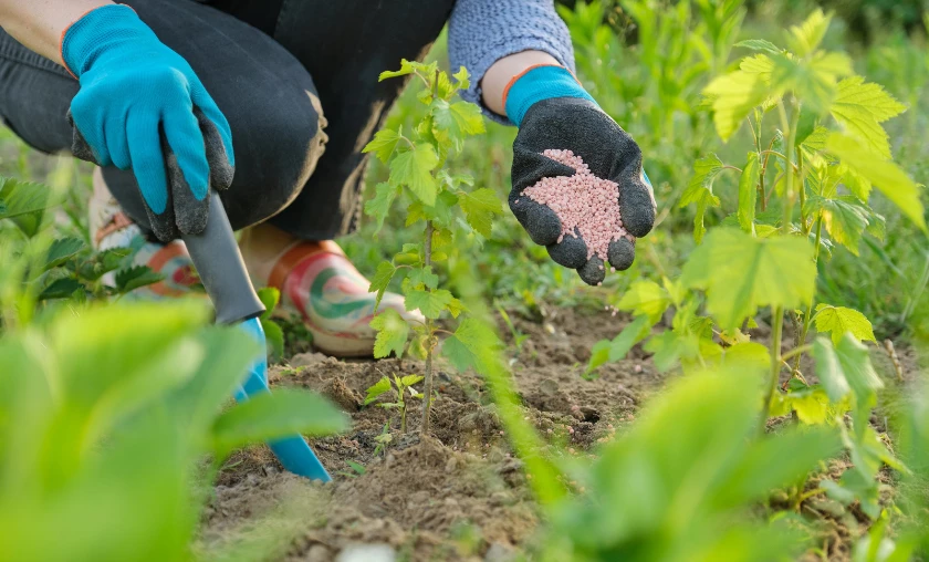 Matching Fertilizers to Specific Plant Nutritional Requirements - thecompleteportal