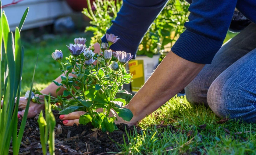 Mulching Magic Benefits & Application Techniques - thecompleteportal