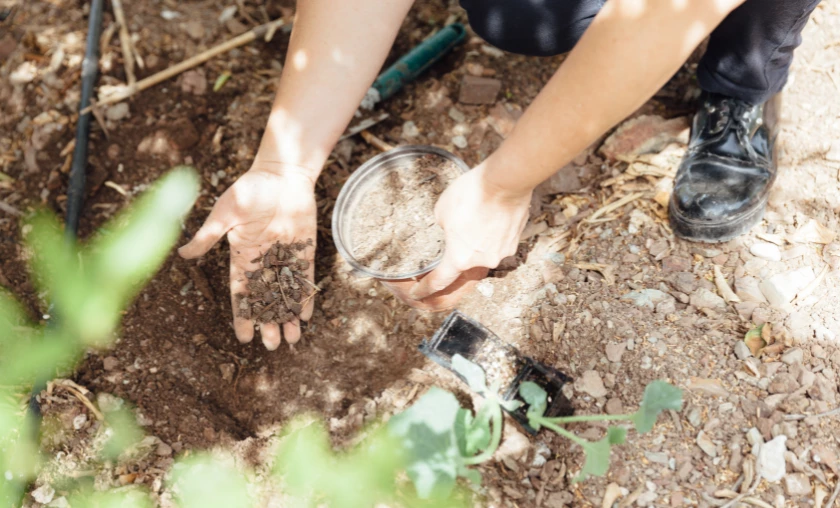 Nutrient Burn Identifying & Correcting Fertilizer Excess - thecompleteportal