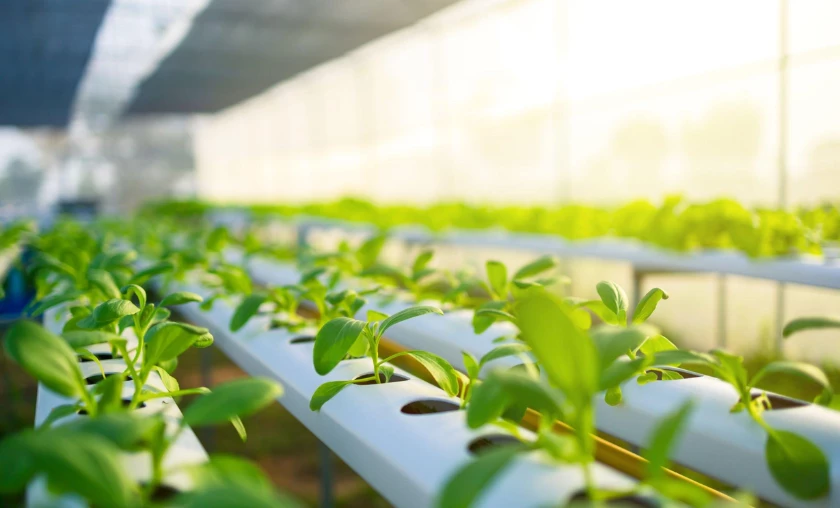 Nutrient Film Technique (NFT) for Hydroponic Gardens - thecompleteportal