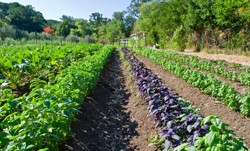 Organic Farming - TheCompletePortal