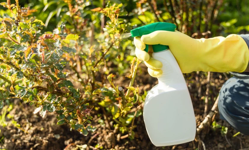 Organic Solutions Natural Remedies for Common Garden Ailments - thecompleteportal