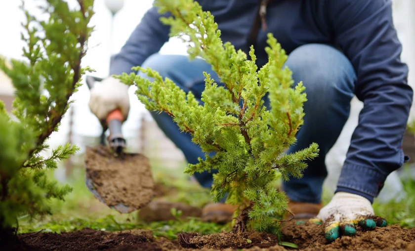 Planting Techniques - thecompleteportal