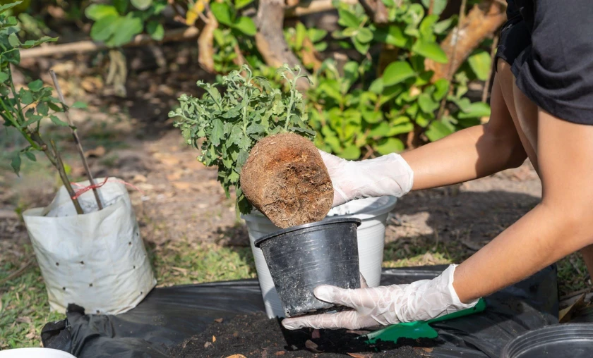 Rescuing Overwatered Plants Steps to Recovery - thecompleteportal