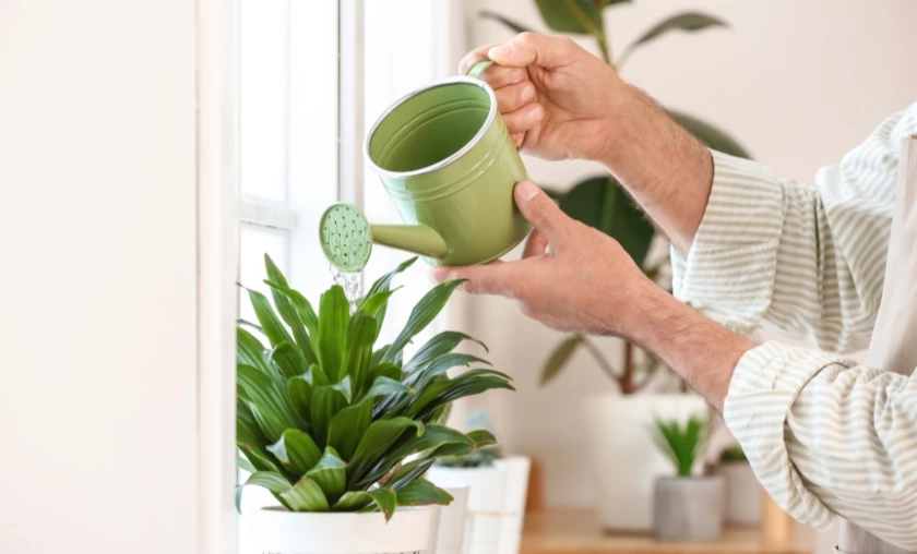 Tailoring Watering Techniques to Plant Types - thecompleteportal