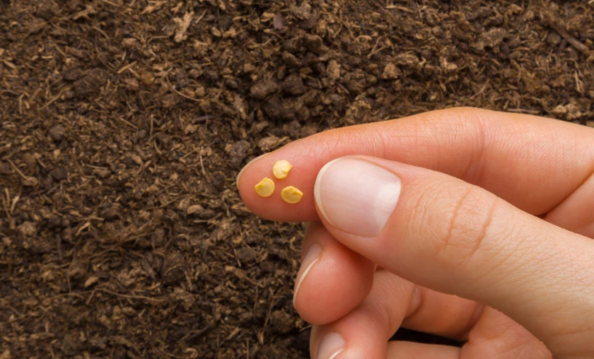 Transplanting Young Seedlings Handling with Care - thecompleteportal