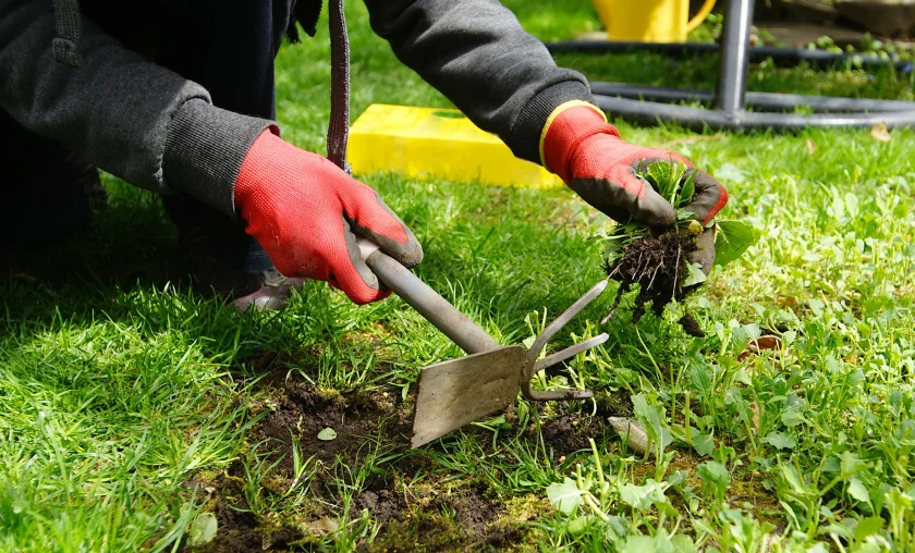 Weeding Without Chemicals - thecompleteportal