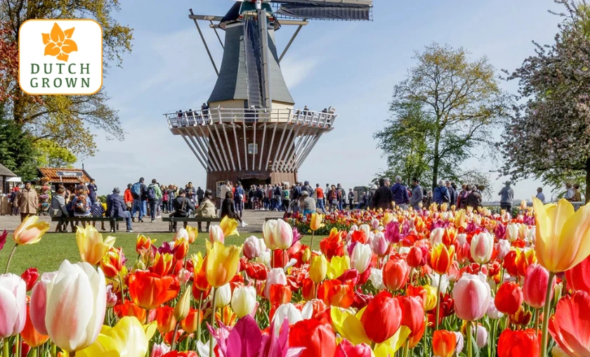 DutchGrown UK Review: Best Flowers & Seasonal Plants! ([wpsm_custom_meta type=date field=month] [wpsm_custom_meta type=date field=year]) - The Complete Portal