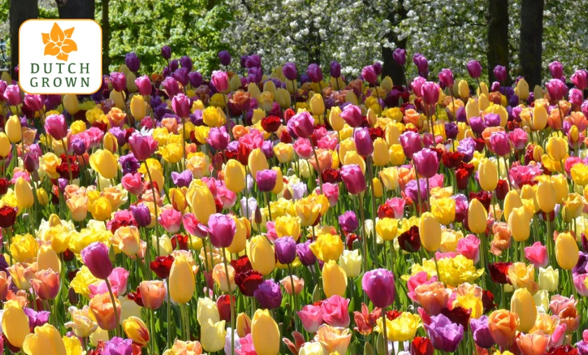 DutchGrown UK Review: Best Flowers & Seasonal Plants! ([wpsm_custom_meta type=date field=month] [wpsm_custom_meta type=date field=year]) - The Complete Portal