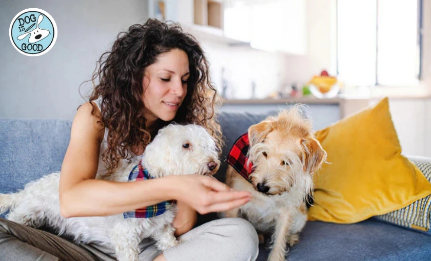 Dog is Good Review: Best Apparel, Gifts & Pet-Loving! ([wpsm_custom_meta type=date field=month] [wpsm_custom_meta type=date field=year]) - The Complete Portal