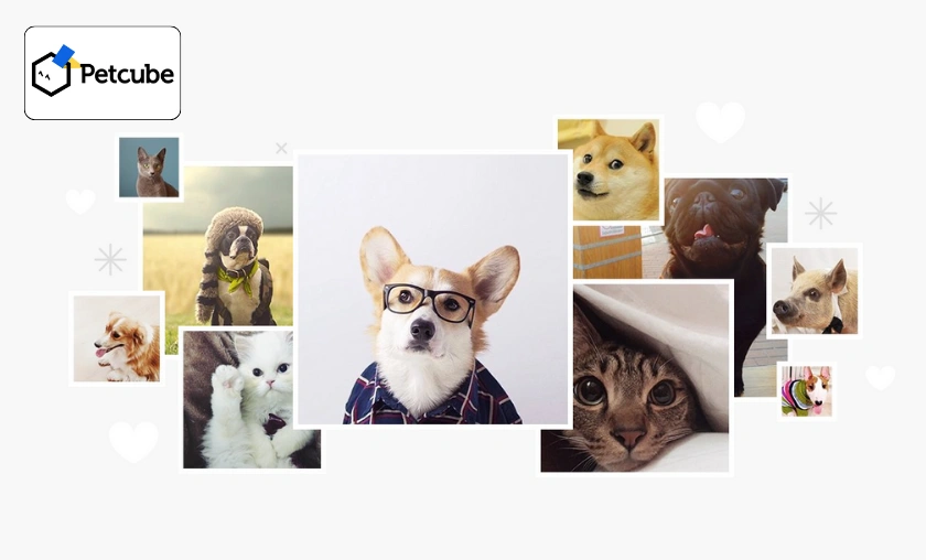 Petcube US Review: Best Pet Food Dispenser & Devices! ([wpsm_custom_meta type=date field=month] [wpsm_custom_meta type=date field=year]) - The Complete Portal