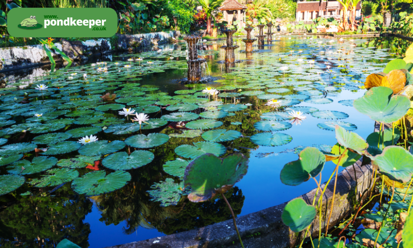 Pondkeeper UK Review: Best Pond Products Online! ([wpsm_custom_meta type=date field=month] [wpsm_custom_meta type=date field=year]) - The Complete Portal