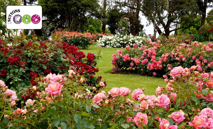 Suttons UK Review: Best Gardening Seeds & Essentials! ([wpsm_custom_meta type=date field=month] [wpsm_custom_meta type=date field=year]) - The Complete Portal