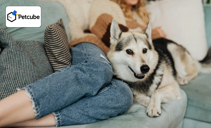 Petcube US Review: Best Pet Food Dispenser & Devices! ([wpsm_custom_meta type=date field=month] [wpsm_custom_meta type=date field=year]) - The Complete Portal