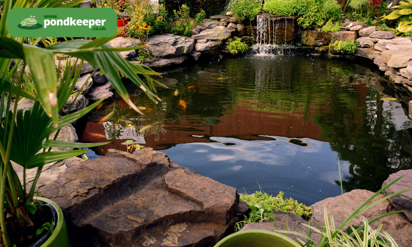 Pondkeeper UK Review: Best Pond Products Online! ([wpsm_custom_meta type=date field=month] [wpsm_custom_meta type=date field=year]) - The Complete Portal