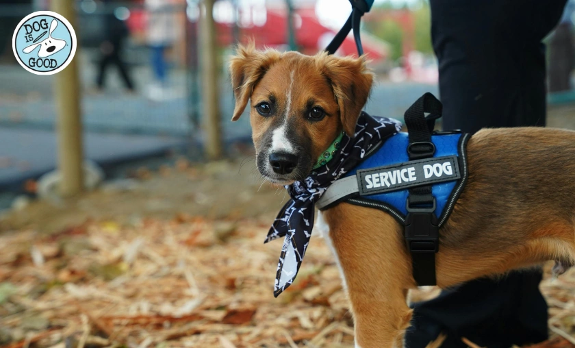 Dog is Good Review: Best Apparel, Gifts & Pet-Loving! ([wpsm_custom_meta type=date field=month] [wpsm_custom_meta type=date field=year]) - The Complete Portal