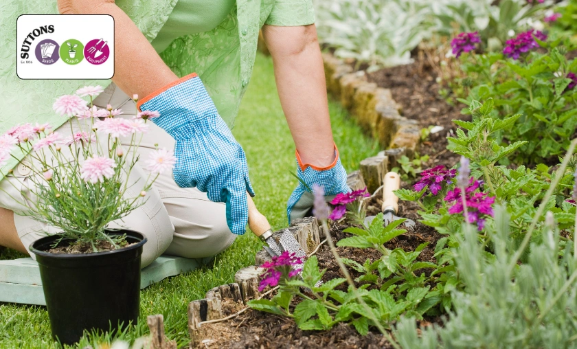 Suttons UK Review: Best Gardening Seeds & Essentials! ([wpsm_custom_meta type=date field=month] [wpsm_custom_meta type=date field=year]) - The Complete Portal