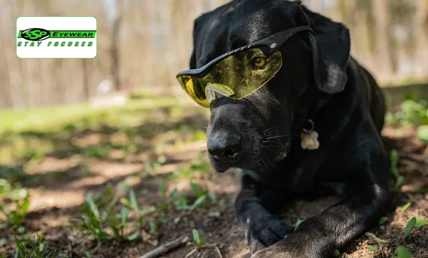 SSP Eyewear Review: The Best Glasses & Sunglasses! ([wpsm_custom_meta type=date field=month] [wpsm_custom_meta type=date field=year]) - The Complete Portal