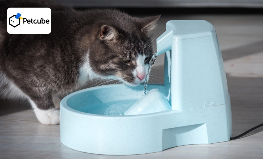 Petcube US Review: Best Pet Food Dispenser & Devices! ([wpsm_custom_meta type=date field=month] [wpsm_custom_meta type=date field=year]) - The Complete Portal