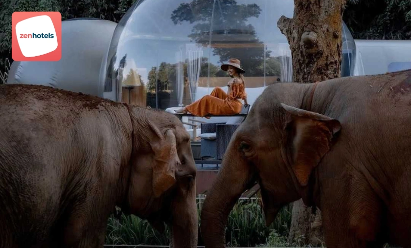 ZenHotels UK Review: Best Hotels & Resorts Bookings! ([wpsm_custom_meta type=date field=month] [wpsm_custom_meta type=date field=year]) - The Complete Portal