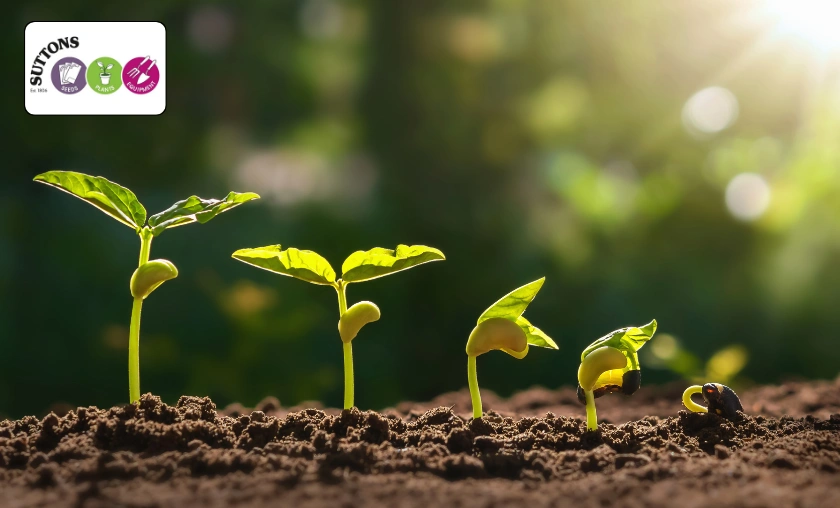 Suttons UK Review: Best Gardening Seeds & Essentials! ([wpsm_custom_meta type=date field=month] [wpsm_custom_meta type=date field=year]) - The Complete Portal