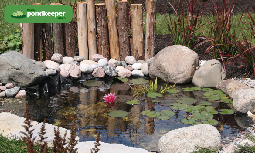 The Story Behind Pondkeeper Serving UK Pond Enthusiasts Since 2005! (1)