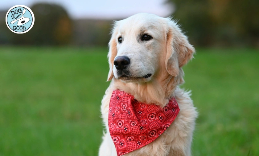 Dog is Good Review: Best Apparel, Gifts & Pet-Loving! ([wpsm_custom_meta type=date field=month] [wpsm_custom_meta type=date field=year]) - The Complete Portal