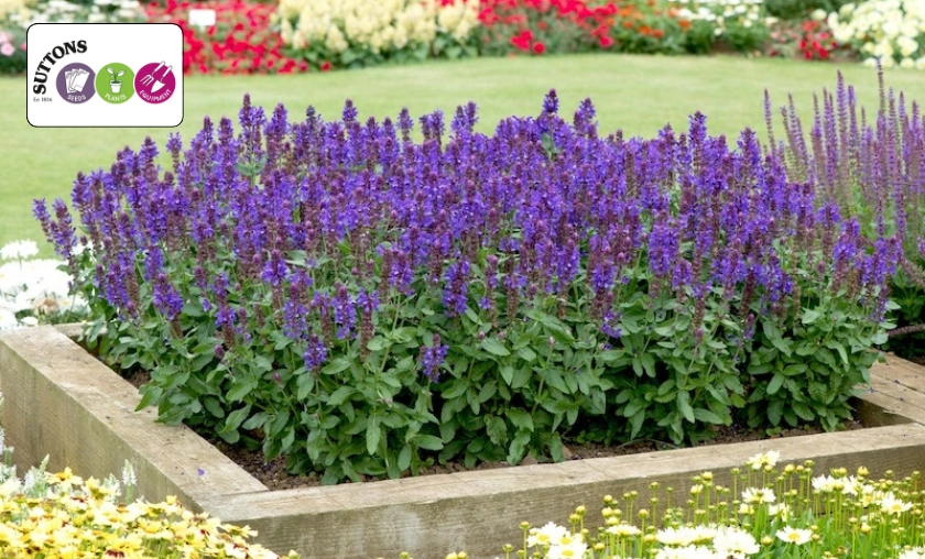 Suttons UK Review: Best Gardening Seeds & Essentials! ([wpsm_custom_meta type=date field=month] [wpsm_custom_meta type=date field=year]) - The Complete Portal