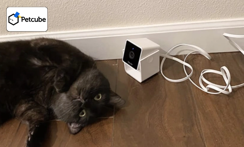Petcube US Review: Best Pet Food Dispenser & Devices! ([wpsm_custom_meta type=date field=month] [wpsm_custom_meta type=date field=year]) - The Complete Portal