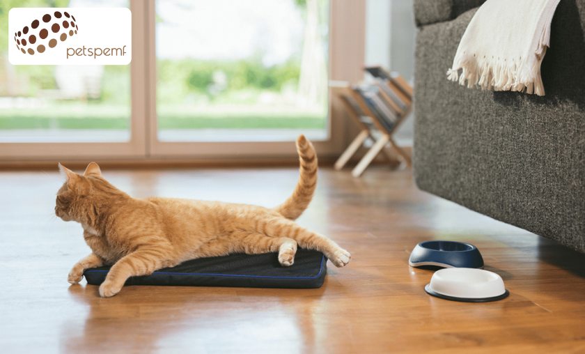 PetsPEMF vs Other Brands How It Stands Out!