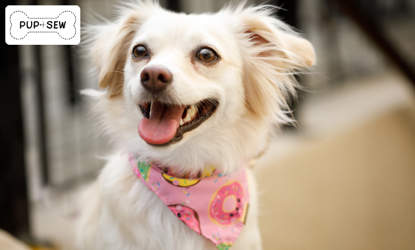 PupSew Review: Custom Apparel & Accessories!