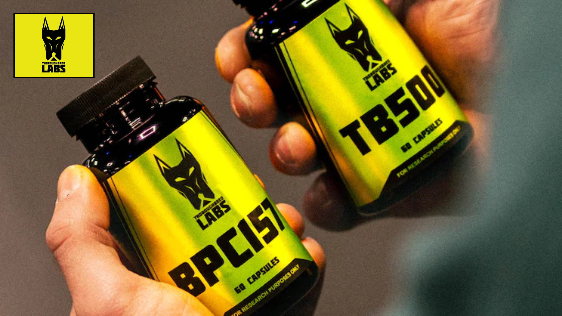 How Thoroughbred Labs Supports Fitness & Training!