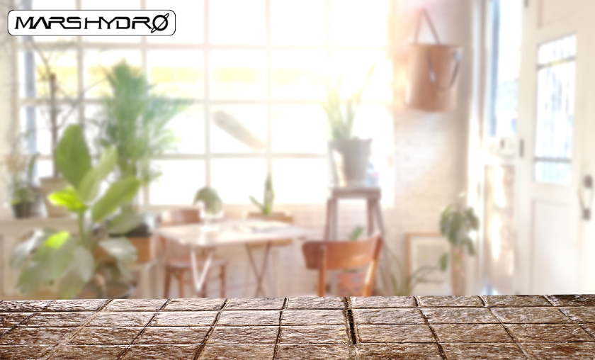 Mars Hydro Customer Reviews Growers Share Their Success!