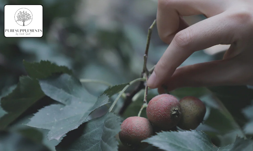 PURESUPPLEMENTS vs Other Brands Purity That Matters!