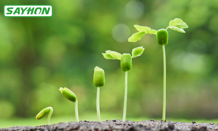 Sayhon vs Other Brands Shine That Makes a Difference!