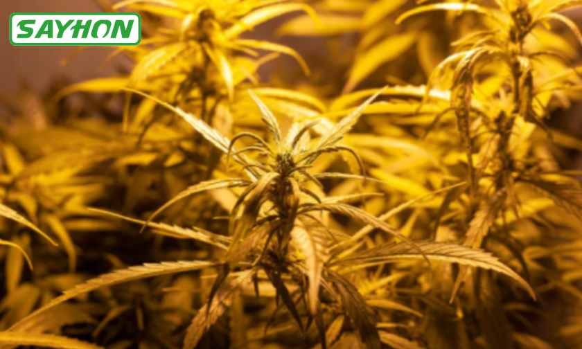 The Story of Sayhon Growing With Light Innovation!