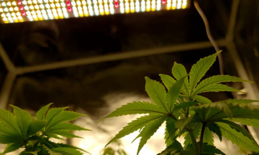 Why Shoppers Love Sayhon!