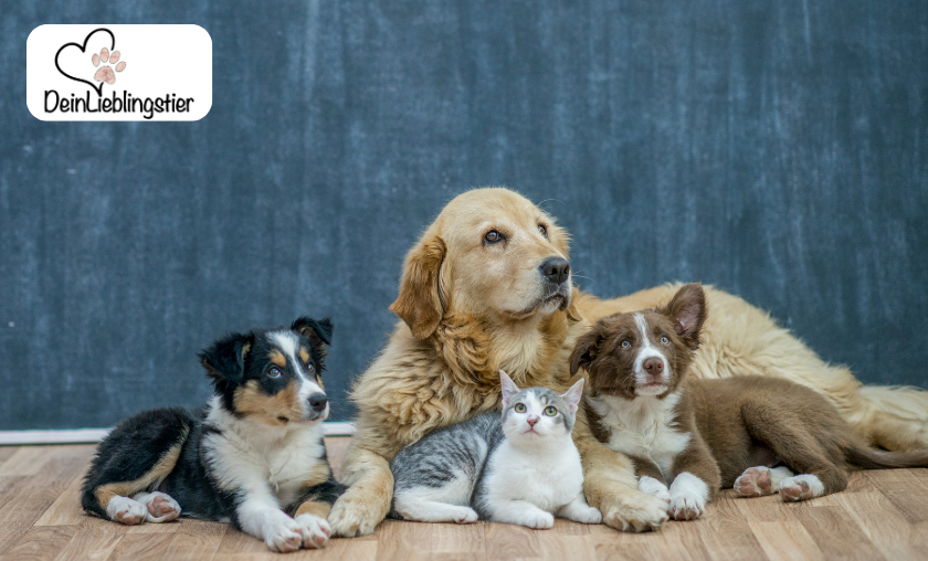 DeinLieblingstier Review Pet Happiness Made Simple!