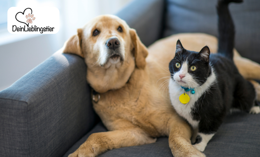 Reasons to Use DeinLieblingstier for Your Pets!
